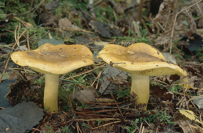 Tricholoma equestre
